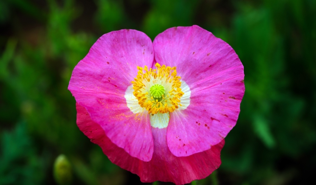 Розовый цветок мака крупным планом