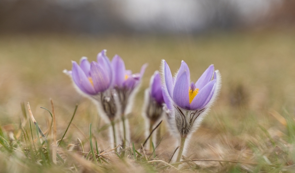 Фиолетовые полевые цветы прострел