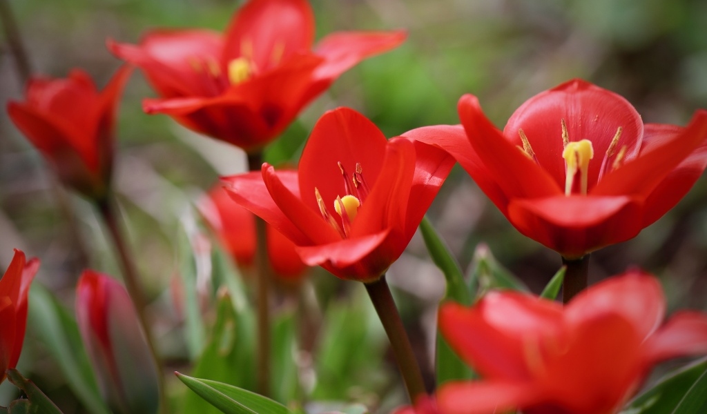Маленькие красивые красные тюльпаны