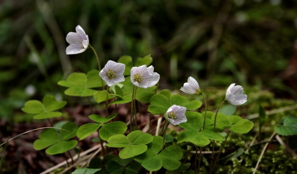 Маленькие цветы четырехлистного клевера
