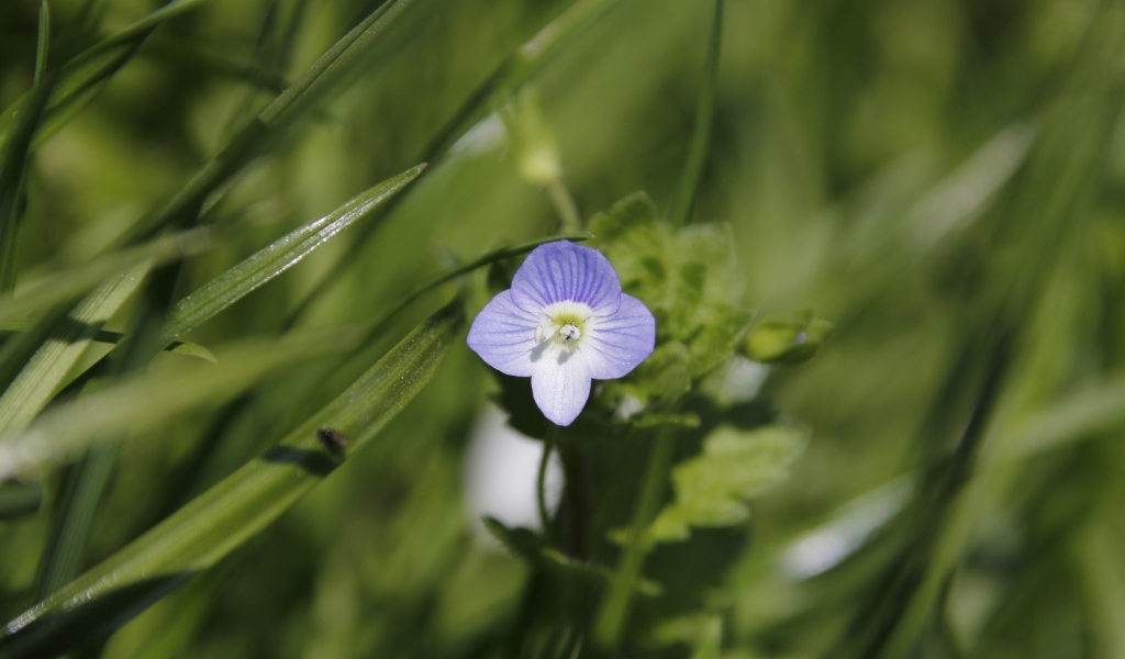 Маленький фиолетовый цветок гипсофилы