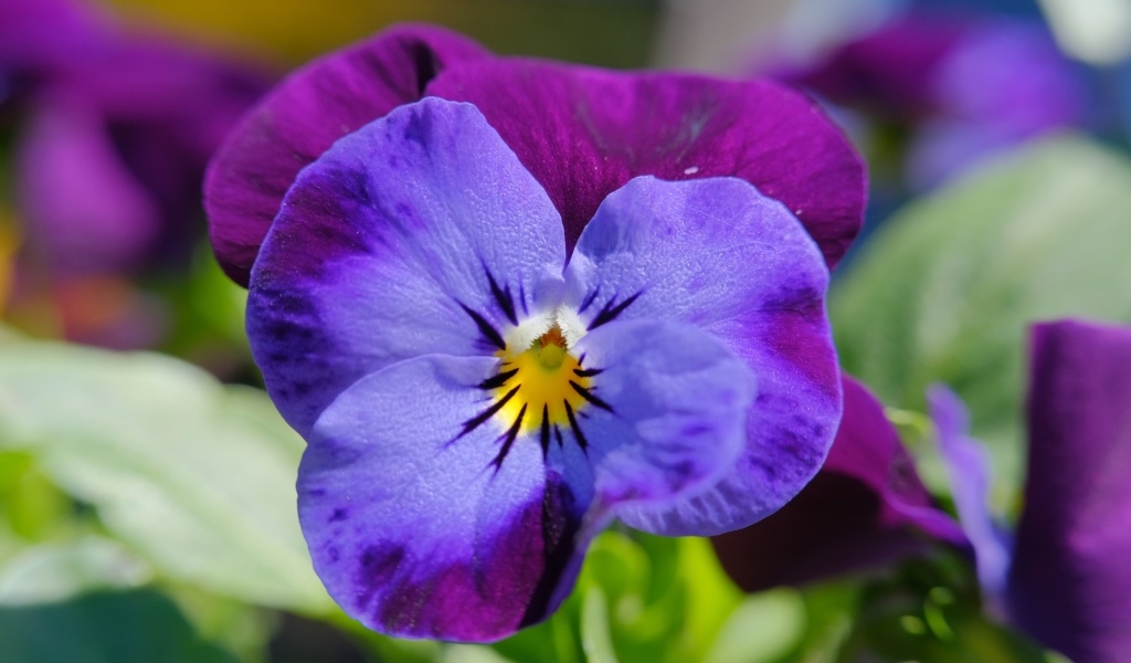 Маленький фиолетовый цветок анютины глазки