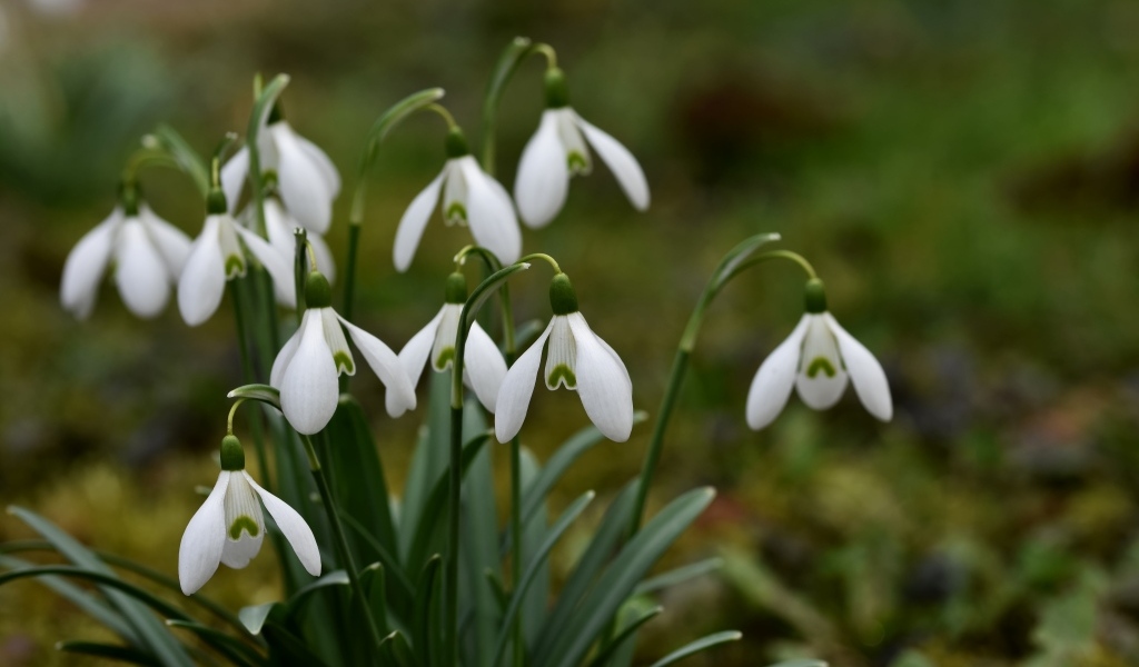 Маленькие цветы подснежника весной