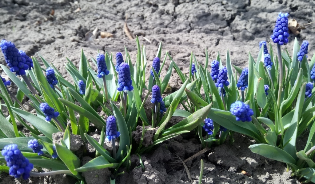 Маленькие весенние цветы мускарики