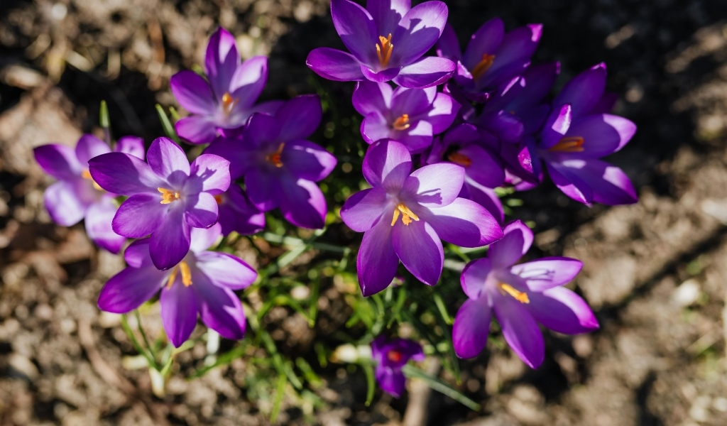 Маленькие весенние фиолетовые крокусы вид сверху