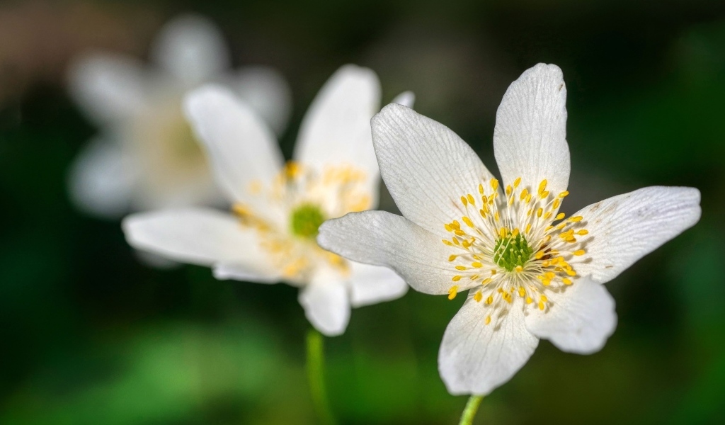 Маленькие белые цветы анемон