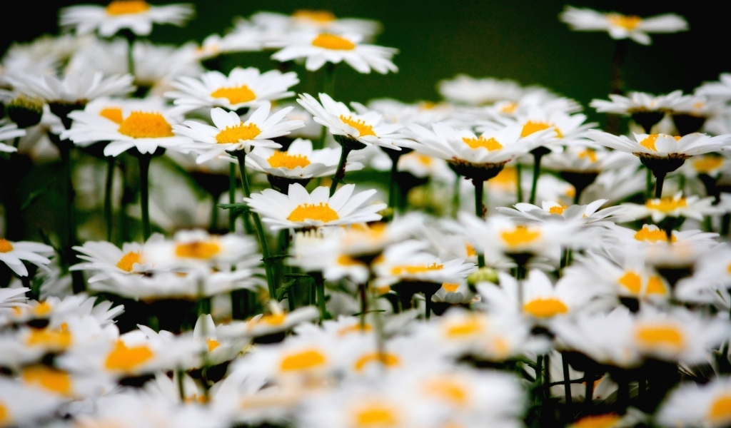 Маленькие белые ромашки крупным планом