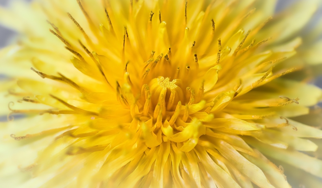 Желтый одуванчик крупным планом