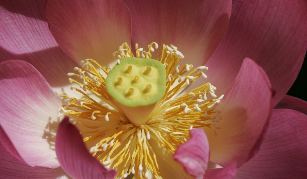 Желтая середина цветка лотоса крупным планом