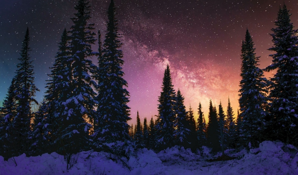 Красивое небо над хвойным лесом зимней ночью