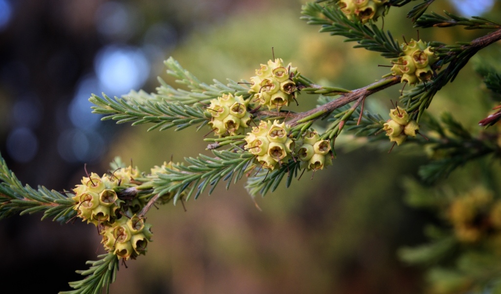 Зеленая ветка ели с семенами
