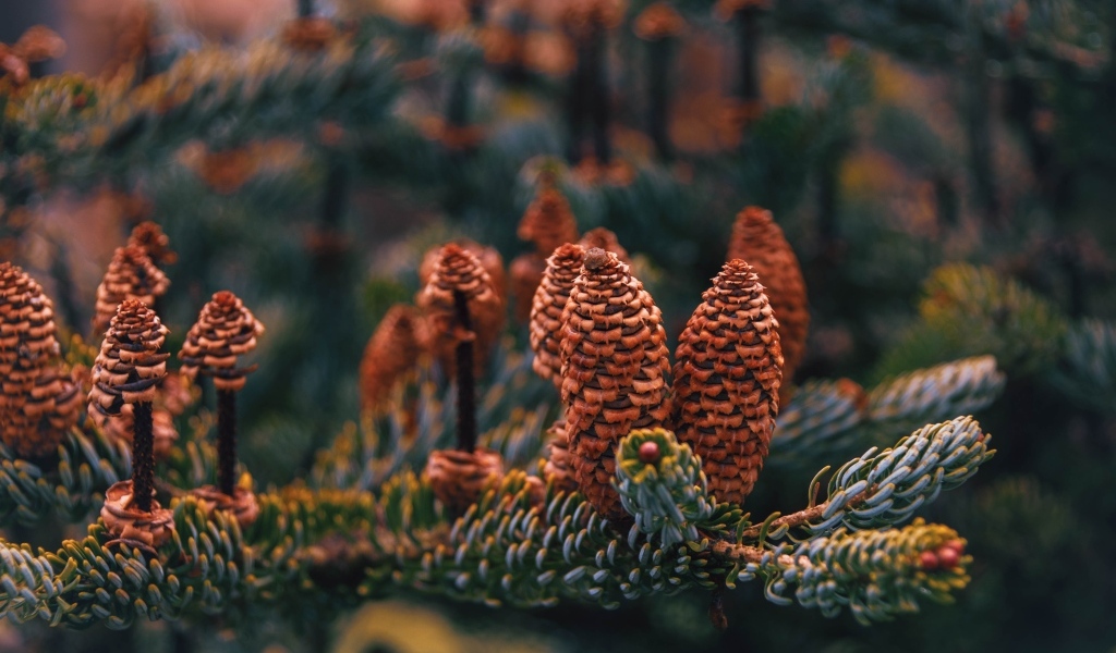 Большие коричневые шишки на ветке ели