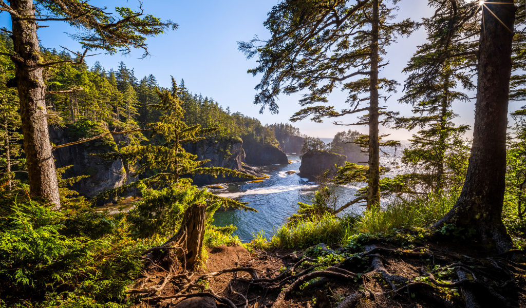 Высокие сосны на склоне у воды