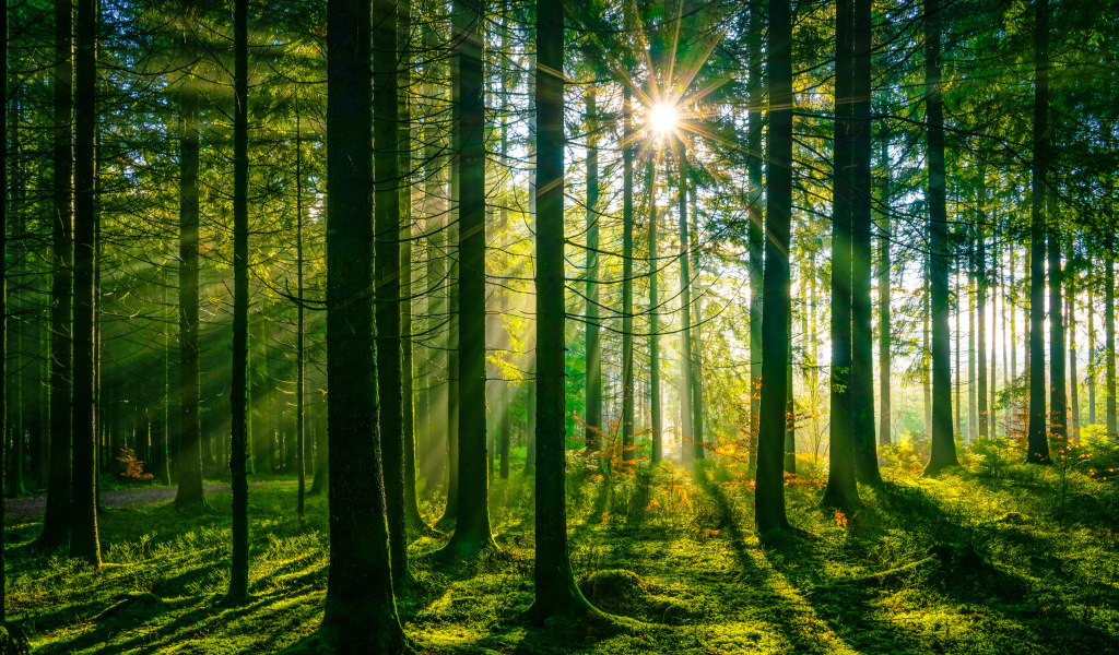 Лучи яркого солнца в покрытом мхом лесу