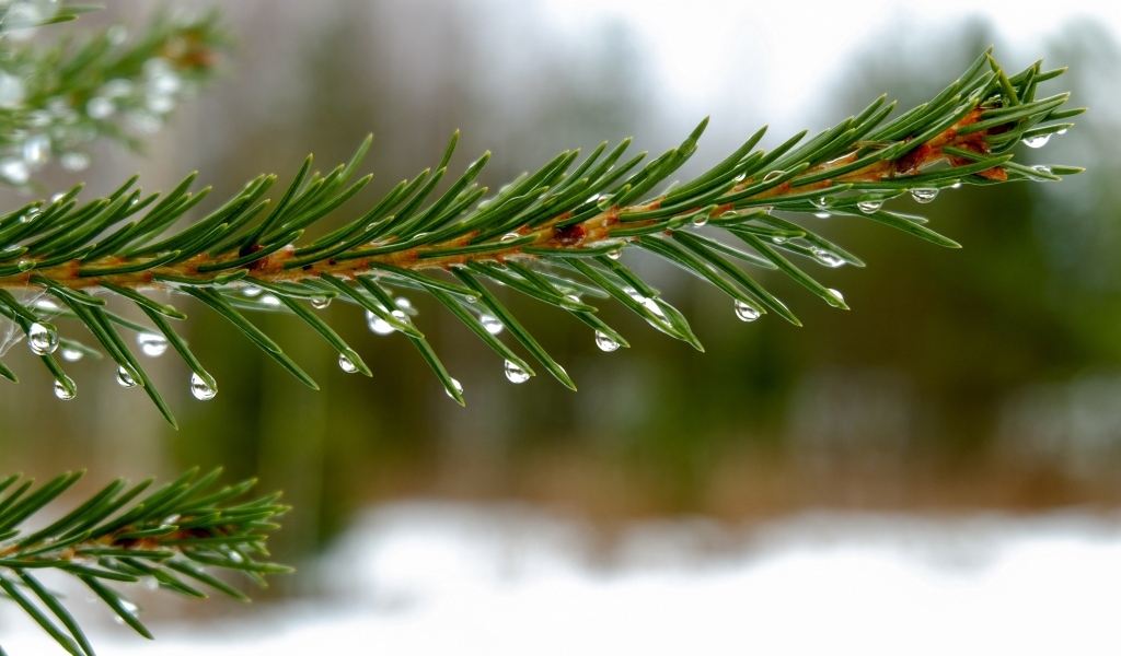 Мокрая зеленая еловая ветка