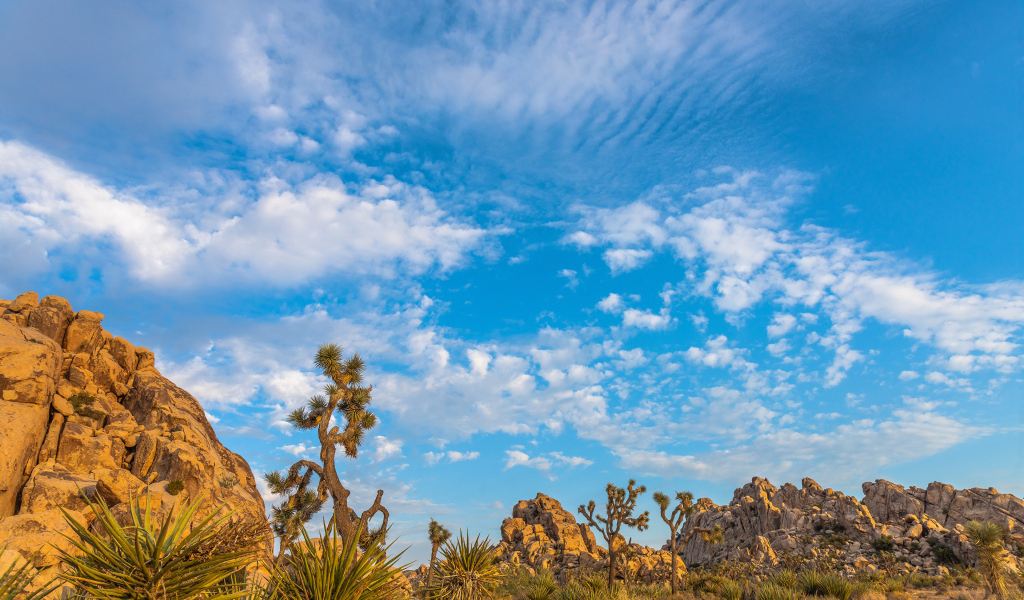 Кактусы и горы под голубым небом с белыми облаками
