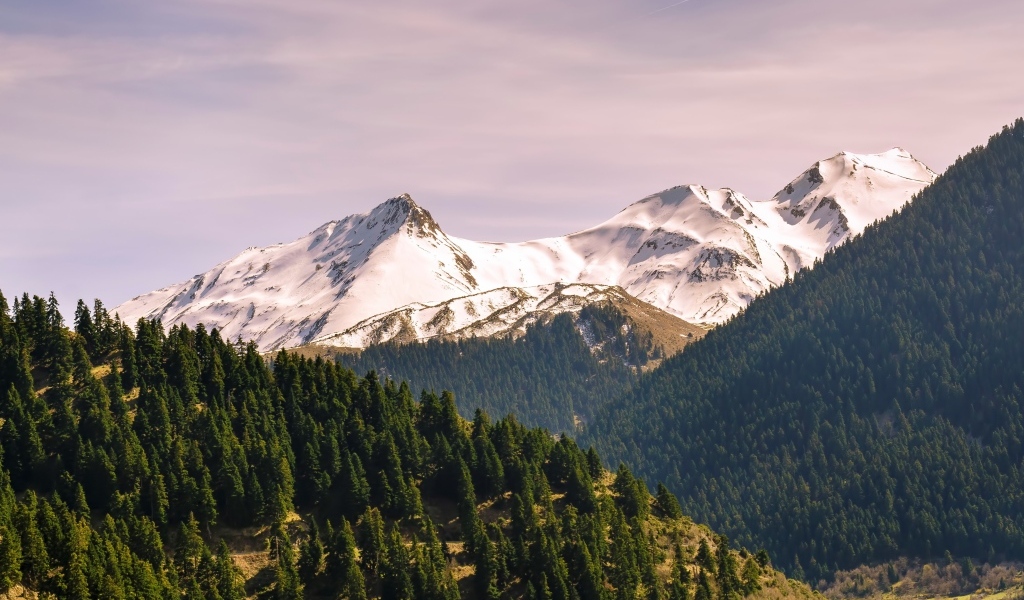 Зеленые ели у подножия заснеженных гор 