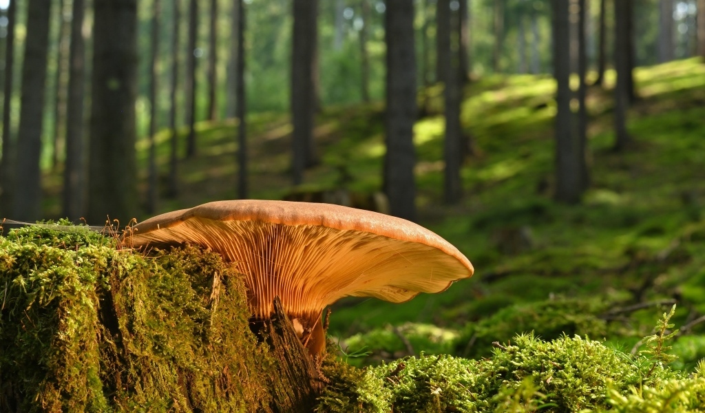 Большой гриб растет на старом пне