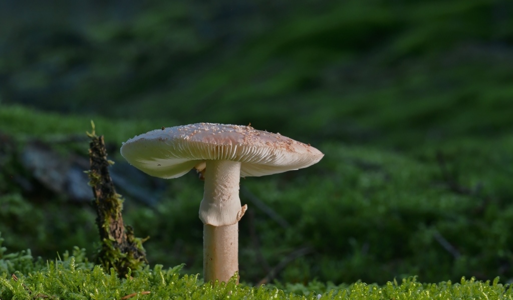 Большой гриб растет на покрытой зеленым мхом земле