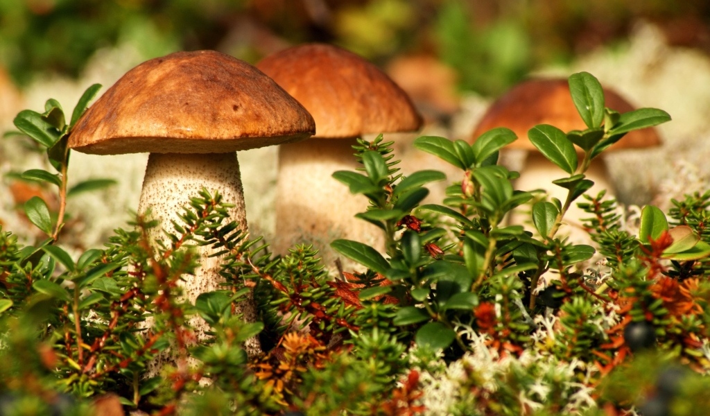 Много грибов растет в зеленой траве