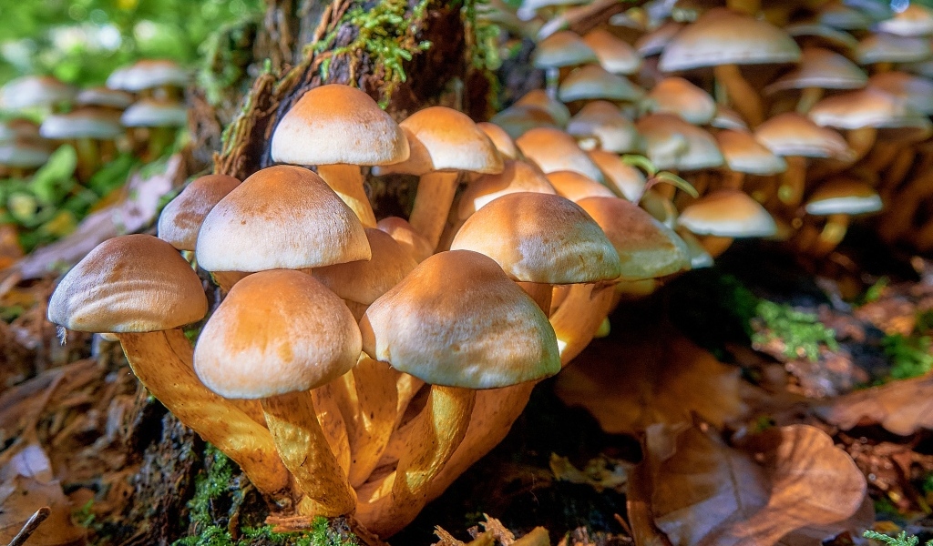 Много грибов опят в лесу на дереве