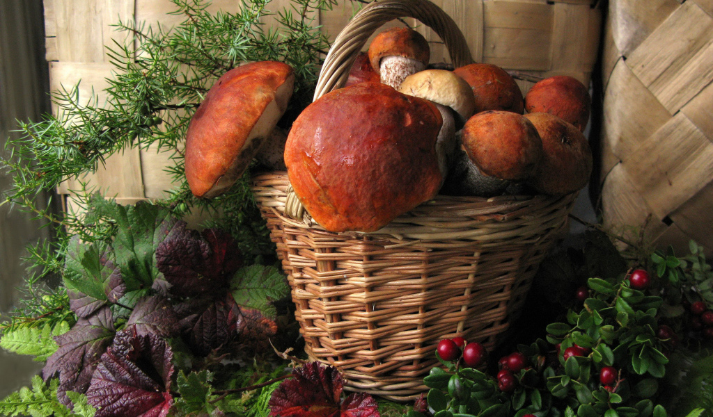 Корзина больших белых грибов