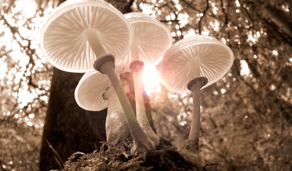 Красивые прозрачные грибы в лучах солнца в лесу