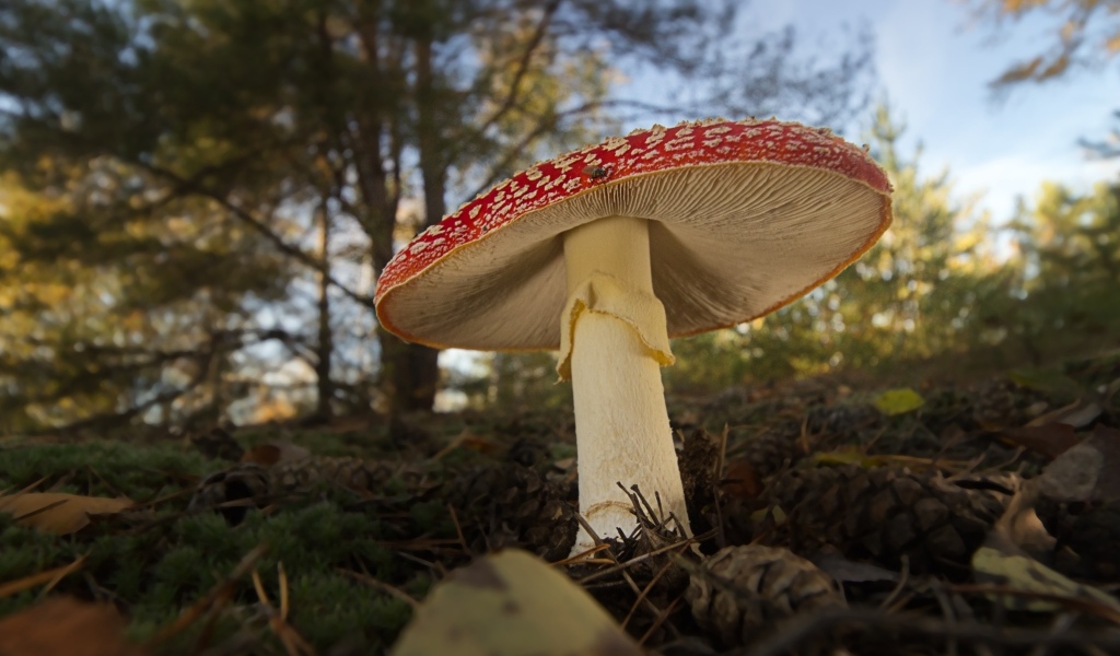 Большой гриб мухомор растет в лесу