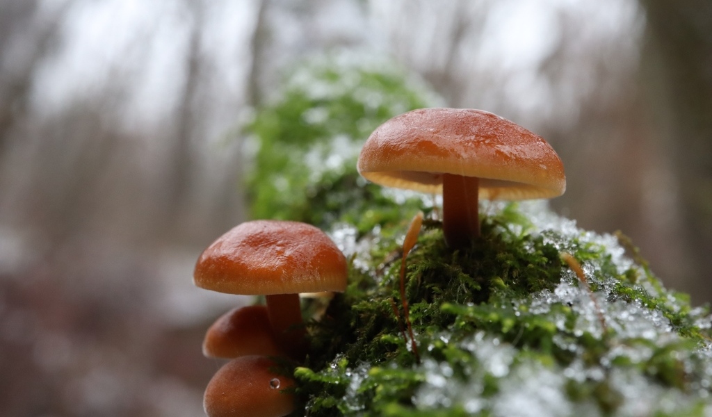 Лесные грибы на покрытом мхом дереве