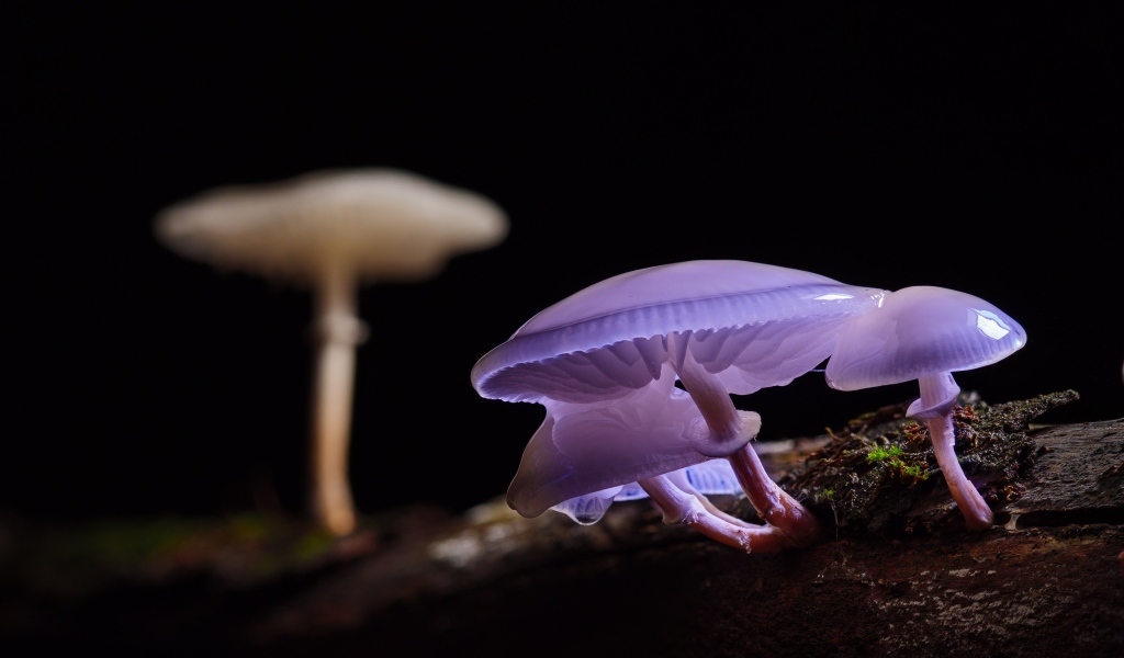 Лесные грибы поганки крупным планом