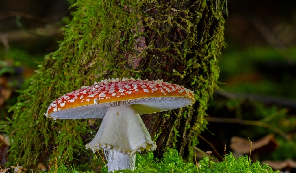 Большой мухомор у покрытого мхом дерева