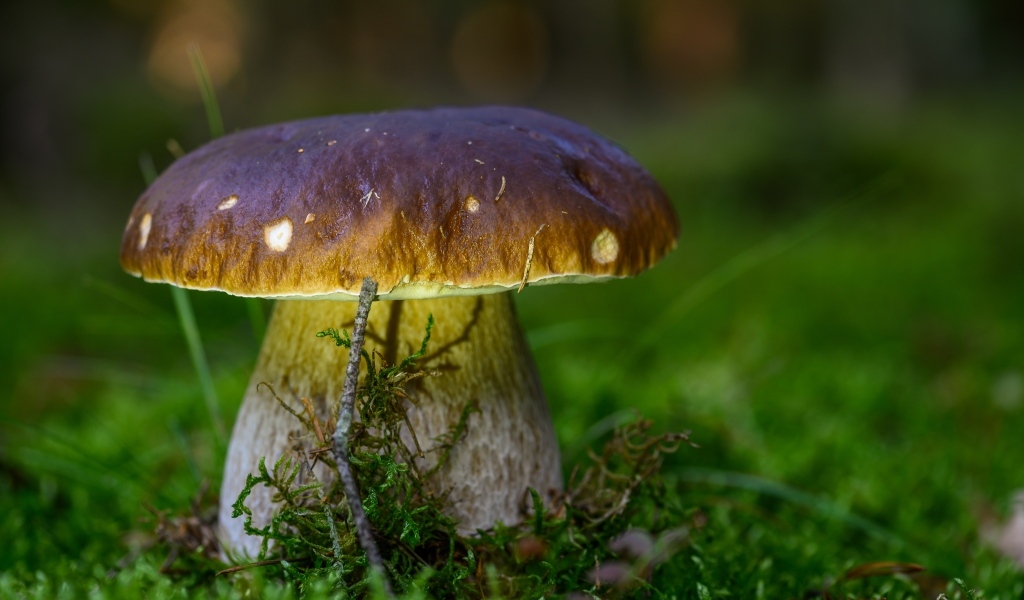 Большой белый гриб на зеленом мху в лесу