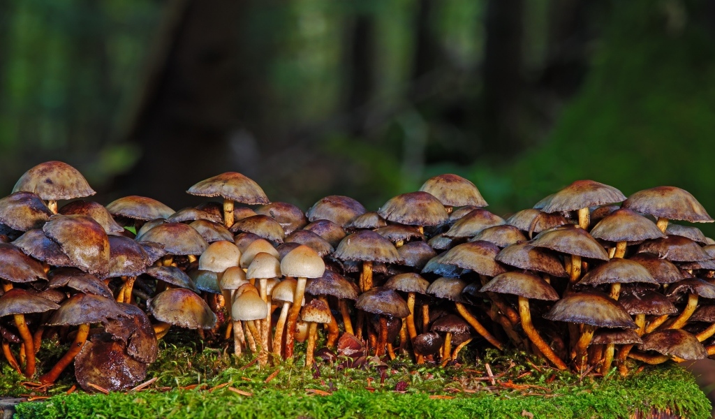 Много поганок в осеннем лесу