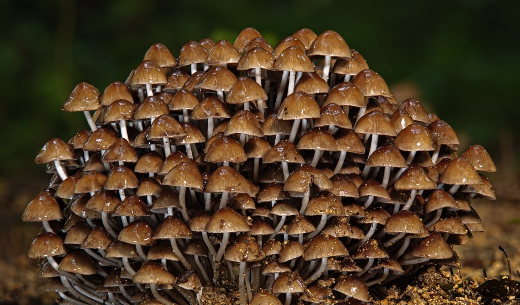 Много маленьких грибов крупным планом