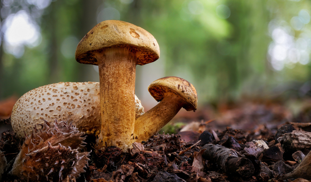 Гриб Моховик паразитный крупным планом