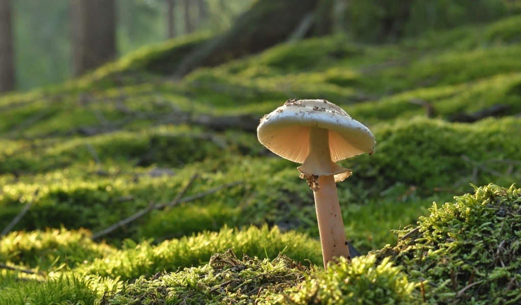 Гриб растет на покрытой мхом земле в лесу