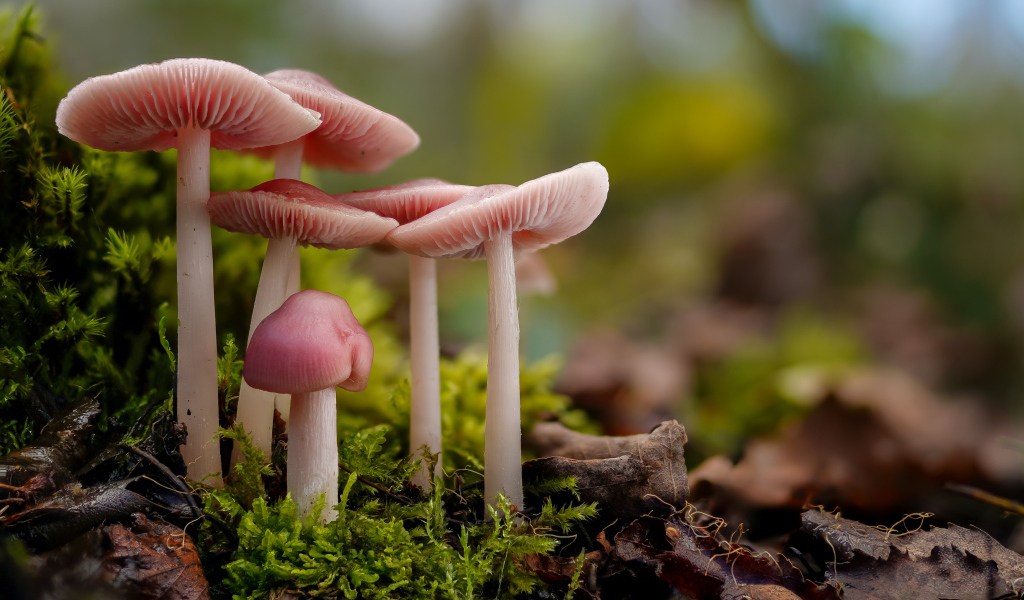 Гриб розовая мицена на покрытой мхом земле