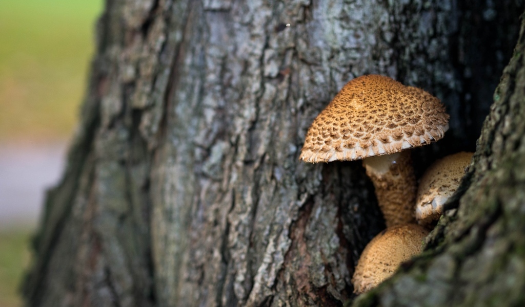 Грибы растут внутри дерева