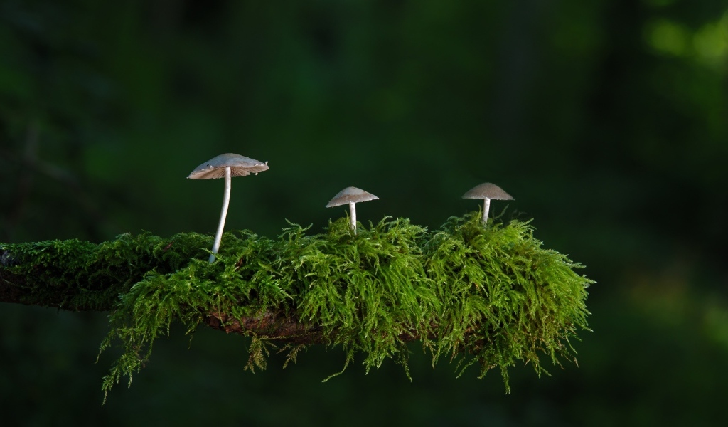 Грибы растут на покрытой мхом ветке