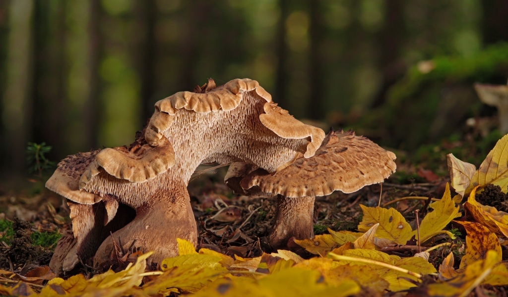 Грибы в опавших листьях в лесу осенью 