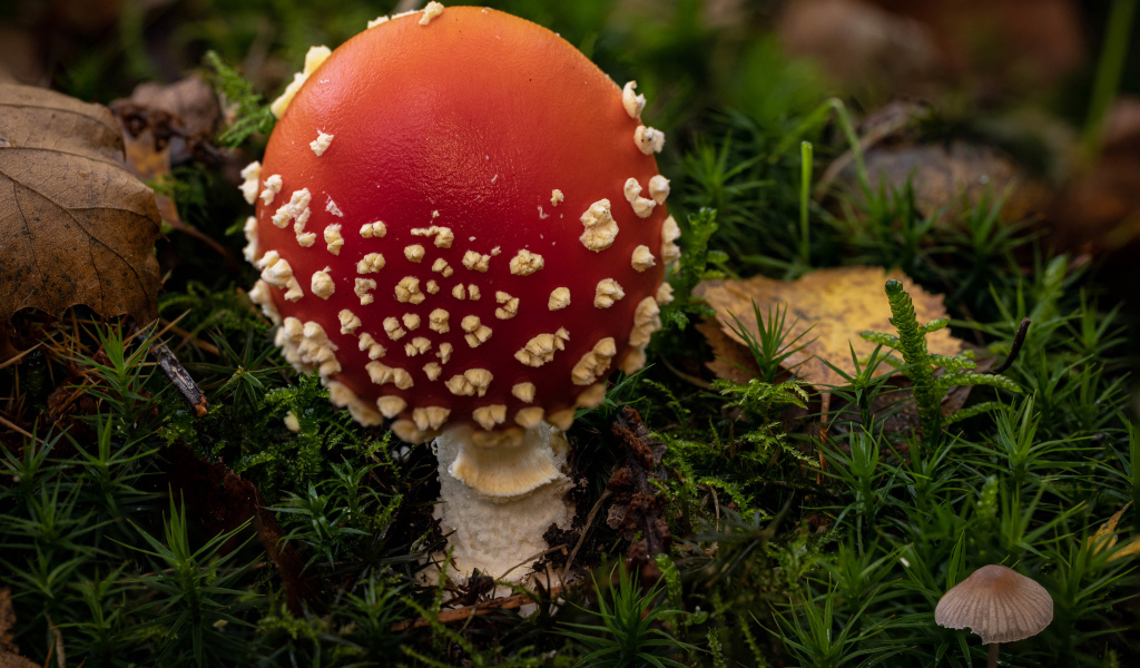 Красный гриб мухомор с белыми точками