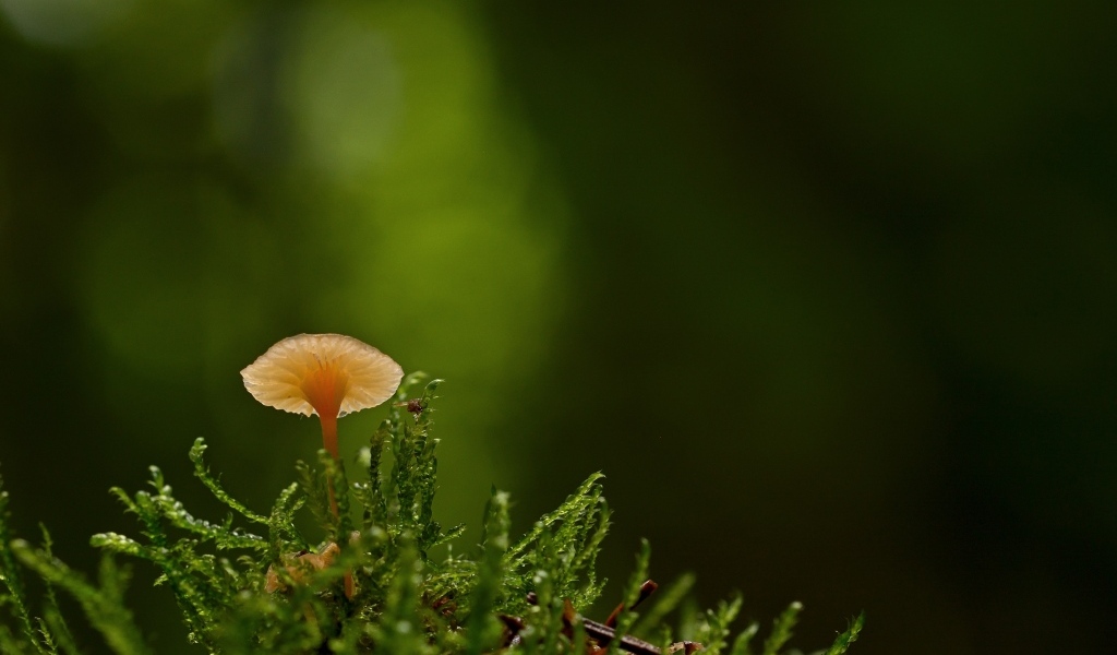 Маленький гриб поганка в зеленом мху