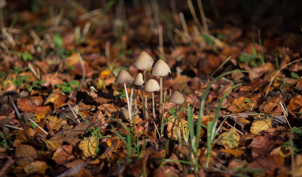Маленькие грибы поганки на покрытой листвой земле