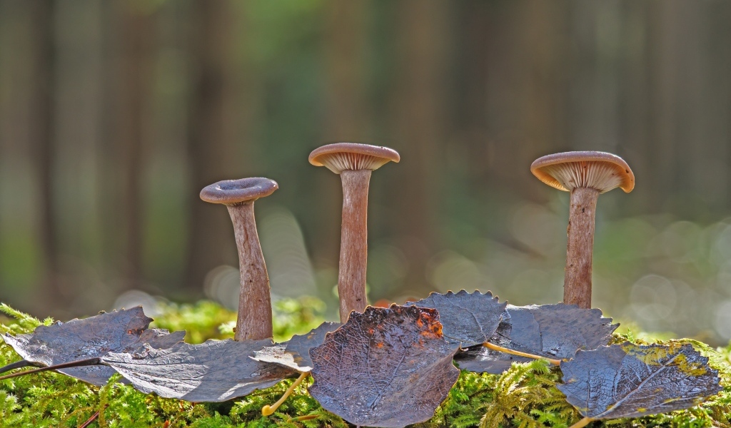 Три гриба с листвой в лесу крупным планом