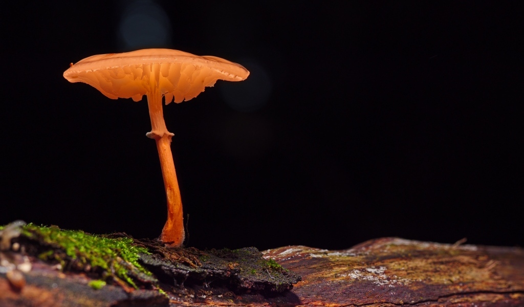 Гриб поганка растет на сухом дереве