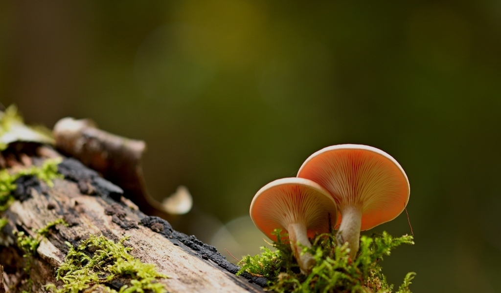 Два гриба лисичка растут на дереве