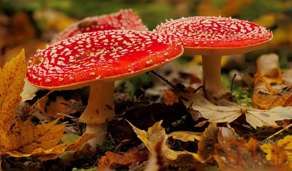 Два больших красных мухомора в желтых листьях