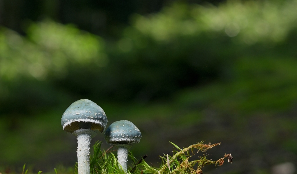 Два гриба и зеленый мох крупным планом