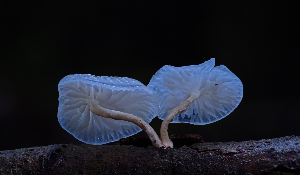 Необычные грибы растут на сухом дереве на черном фоне