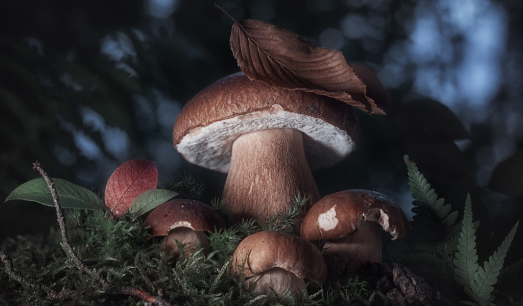 Белые грибы в лесу крупным планом